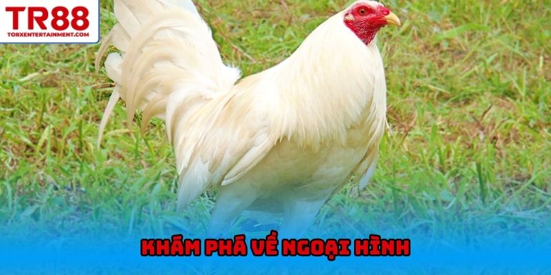 Khám phá về ngoại hình